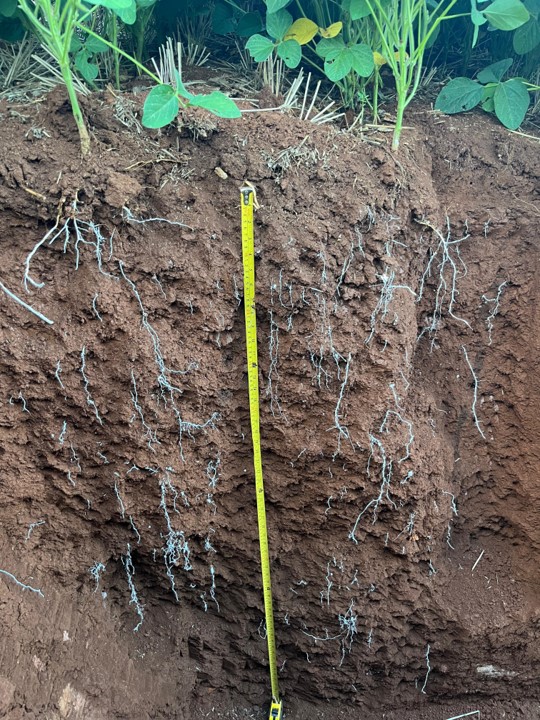 CULTURAS DE COBERTURA: MUITO ALÉM DOS NOSSOS OLHOS