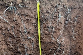 CULTURAS DE COBERTURA: MUITO ALÉM DOS NOSSOS OLHOS