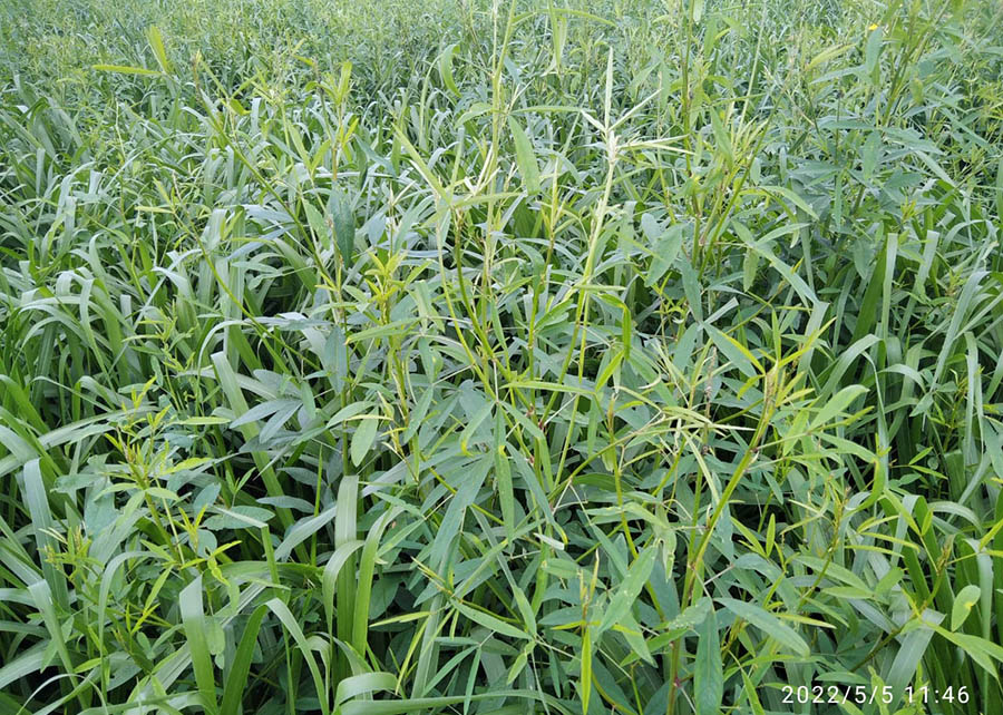 PRODUTIVIDADE DA SOJA CRESCE ATÉ 20% EM CONSÓRCIO DE CAPIM COM CROTALÁRIA