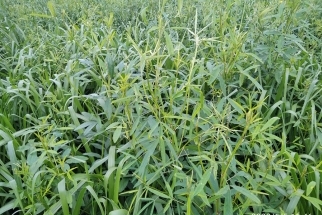 PRODUTIVIDADE DA SOJA CRESCE ATÉ 20% EM CONSÓRCIO DE CAPIM COM CROTALÁRIA