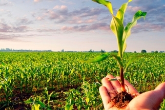 Inovação e Sustentabilidade: Projeto de Agricultura 4.0