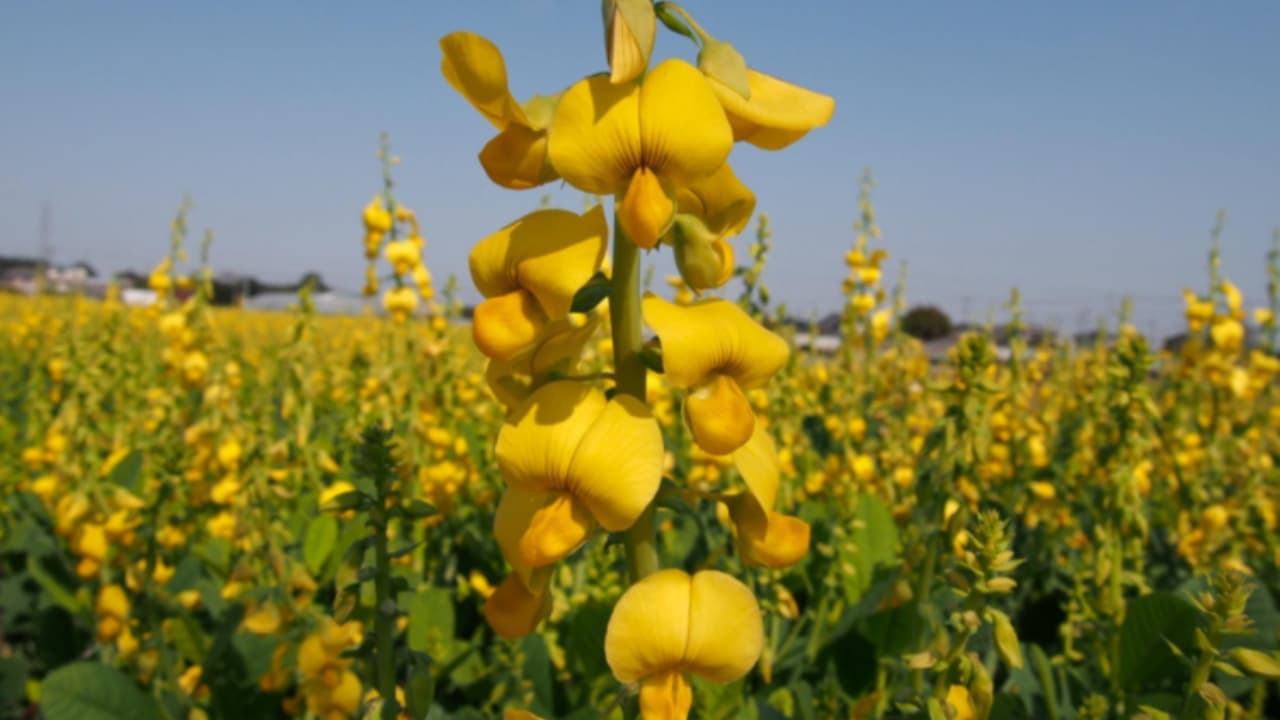 Culturas de cobertura são uma aposta segura na safrinha quando há planejamento