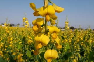Culturas de cobertura são uma aposta segura na safrinha quando há planejamento