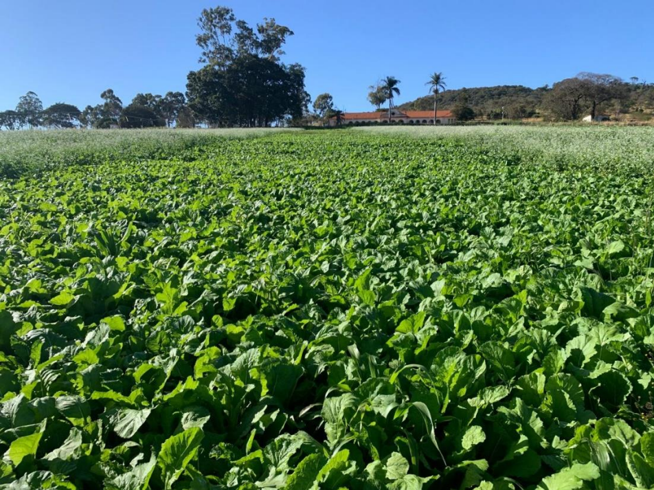 AG Croppers integra projeto de pesquisa sobre plantas de cobertura em parceria com EPAMIG