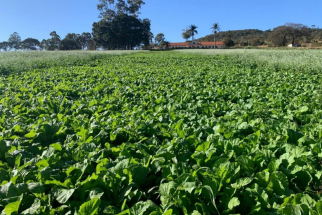 AG Croppers integra projeto de pesquisa sobre plantas de cobertura em parceria com EPAMIG