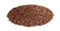CAPIM CORACANA