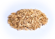 AVEIA BRANCA